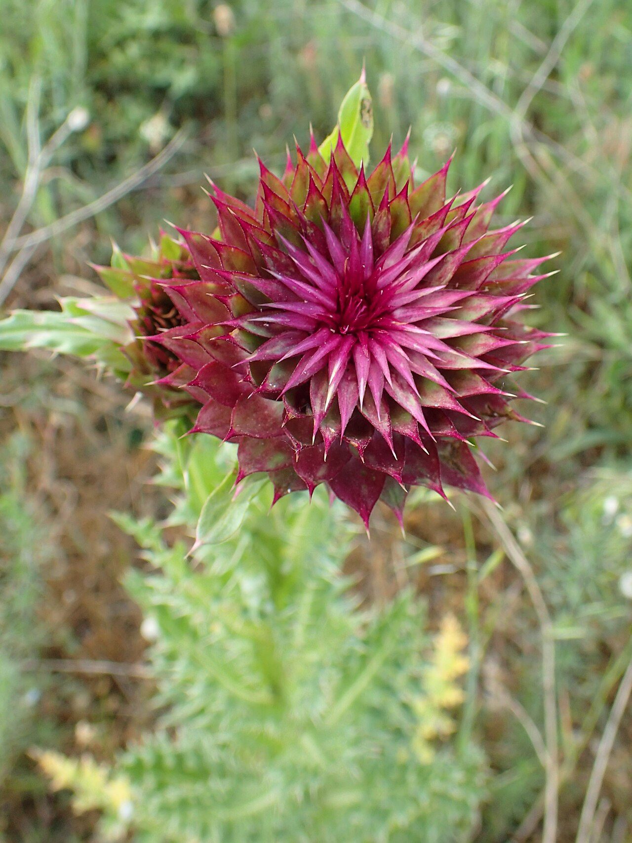 Knikkende distel 3