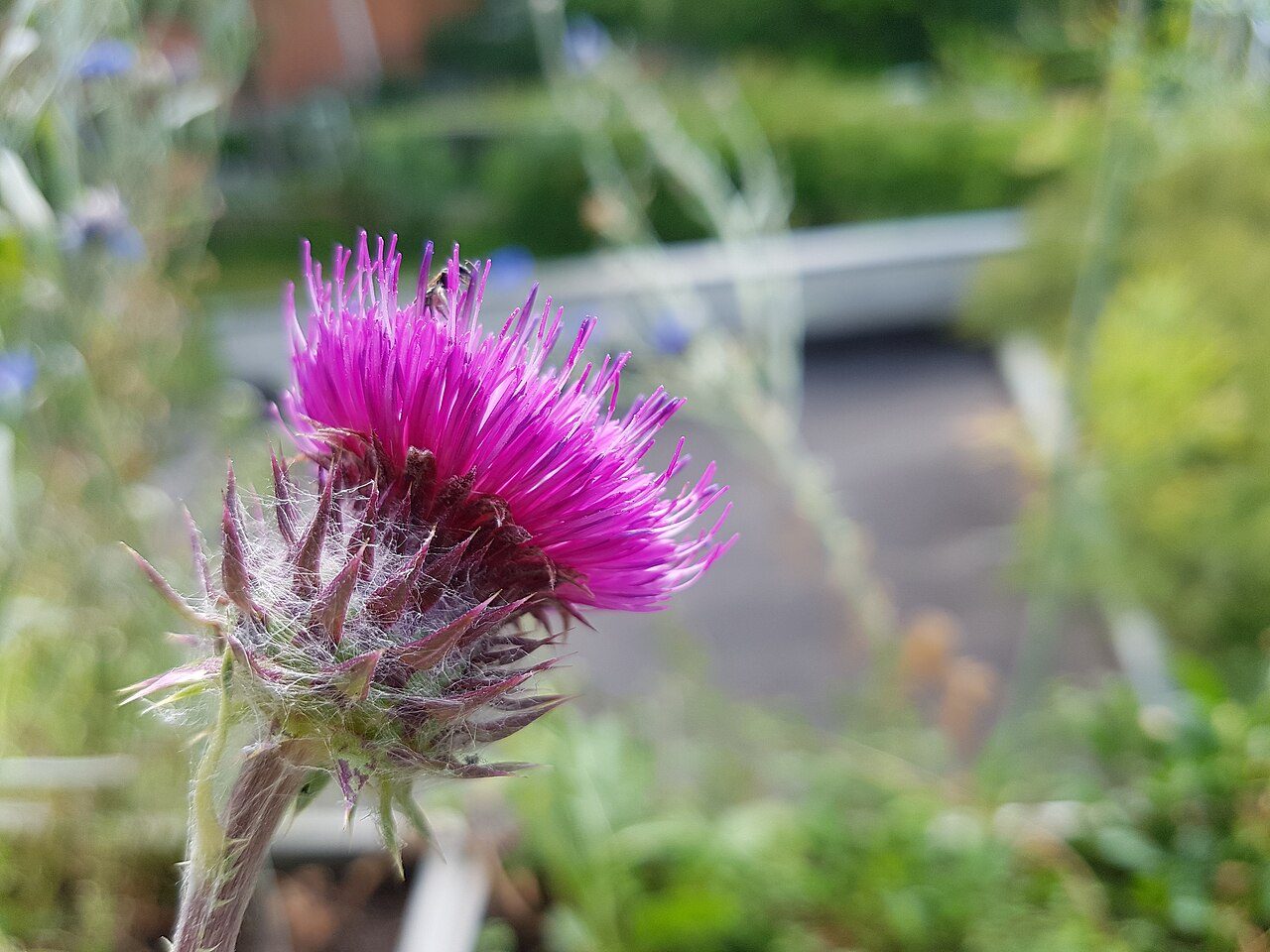 Knikkende distel 4