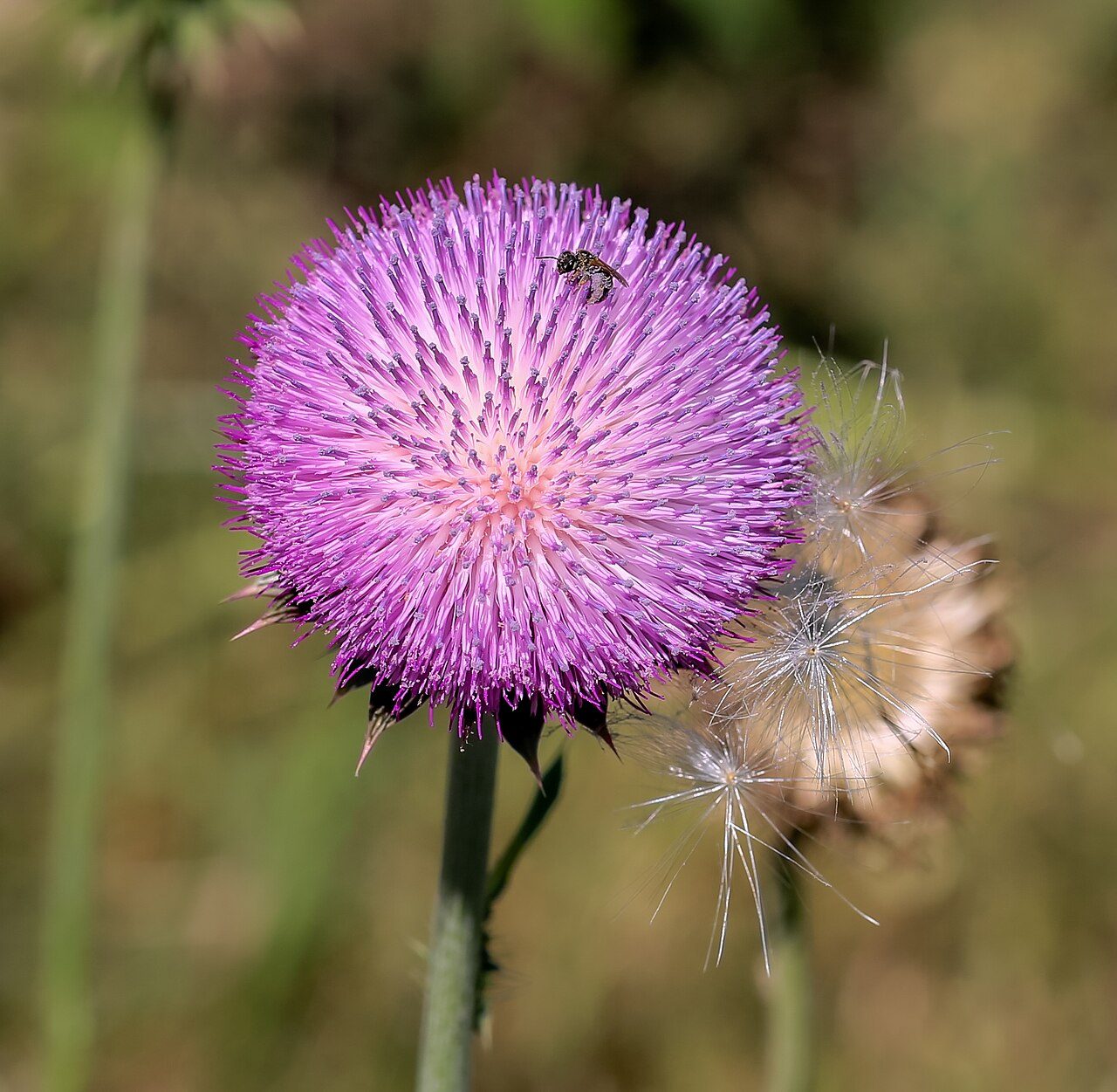 Knikkende distel 5