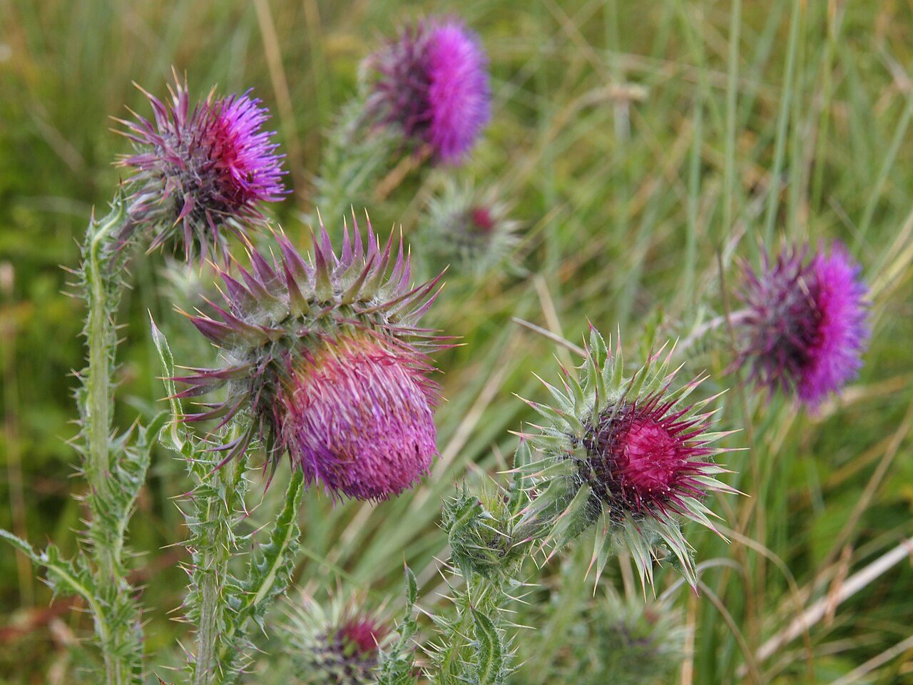 Knikkende distel 6