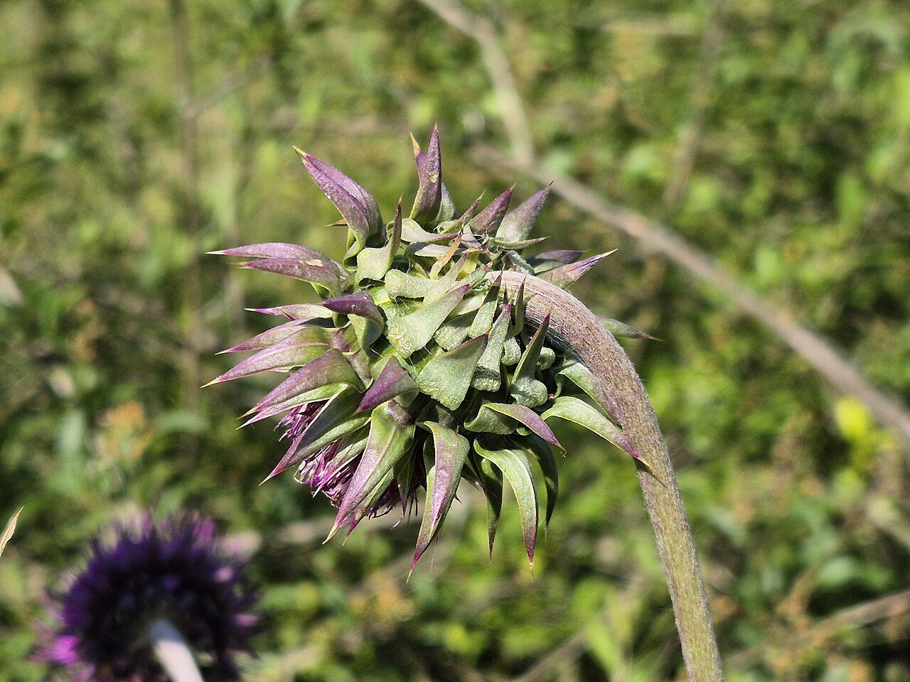 Knikkende distel 7