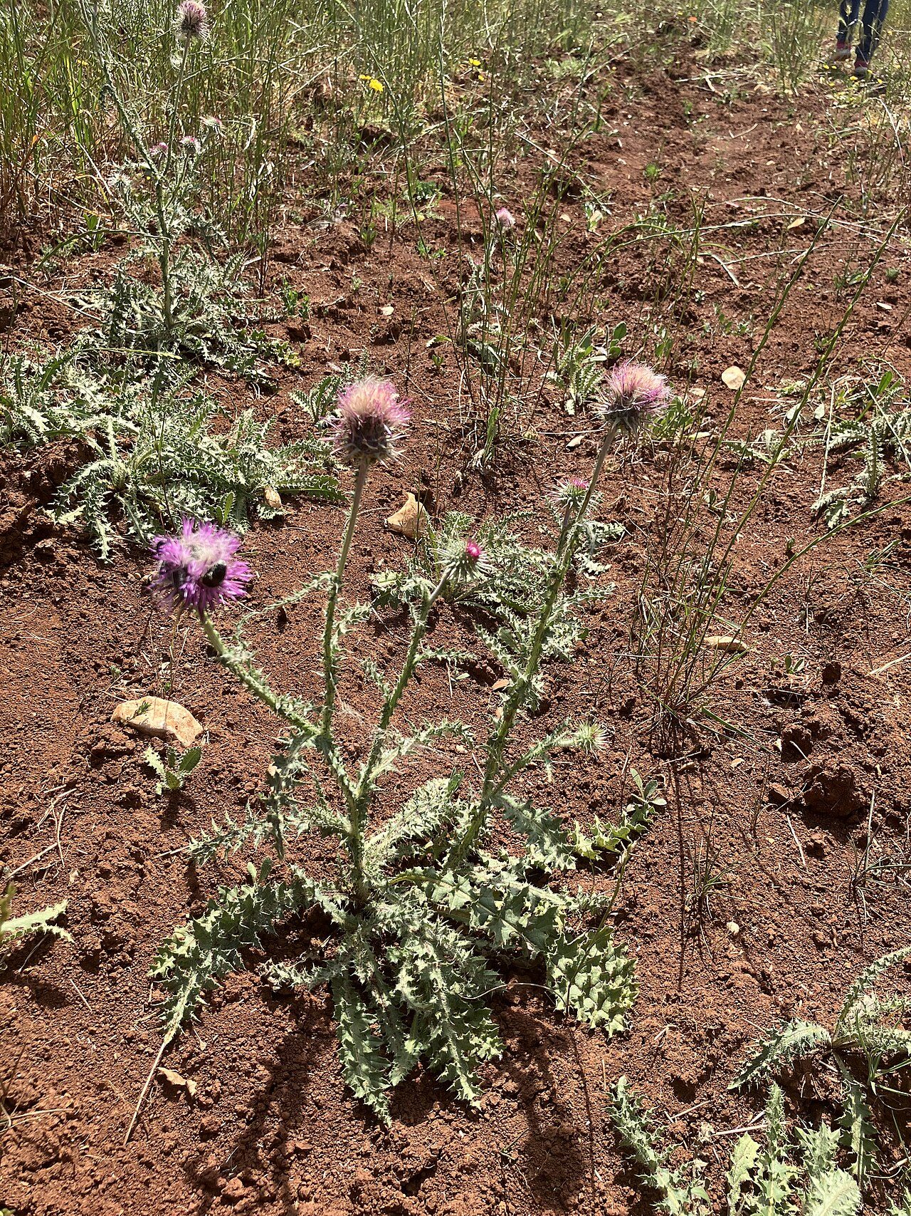 Knikkende distel 8