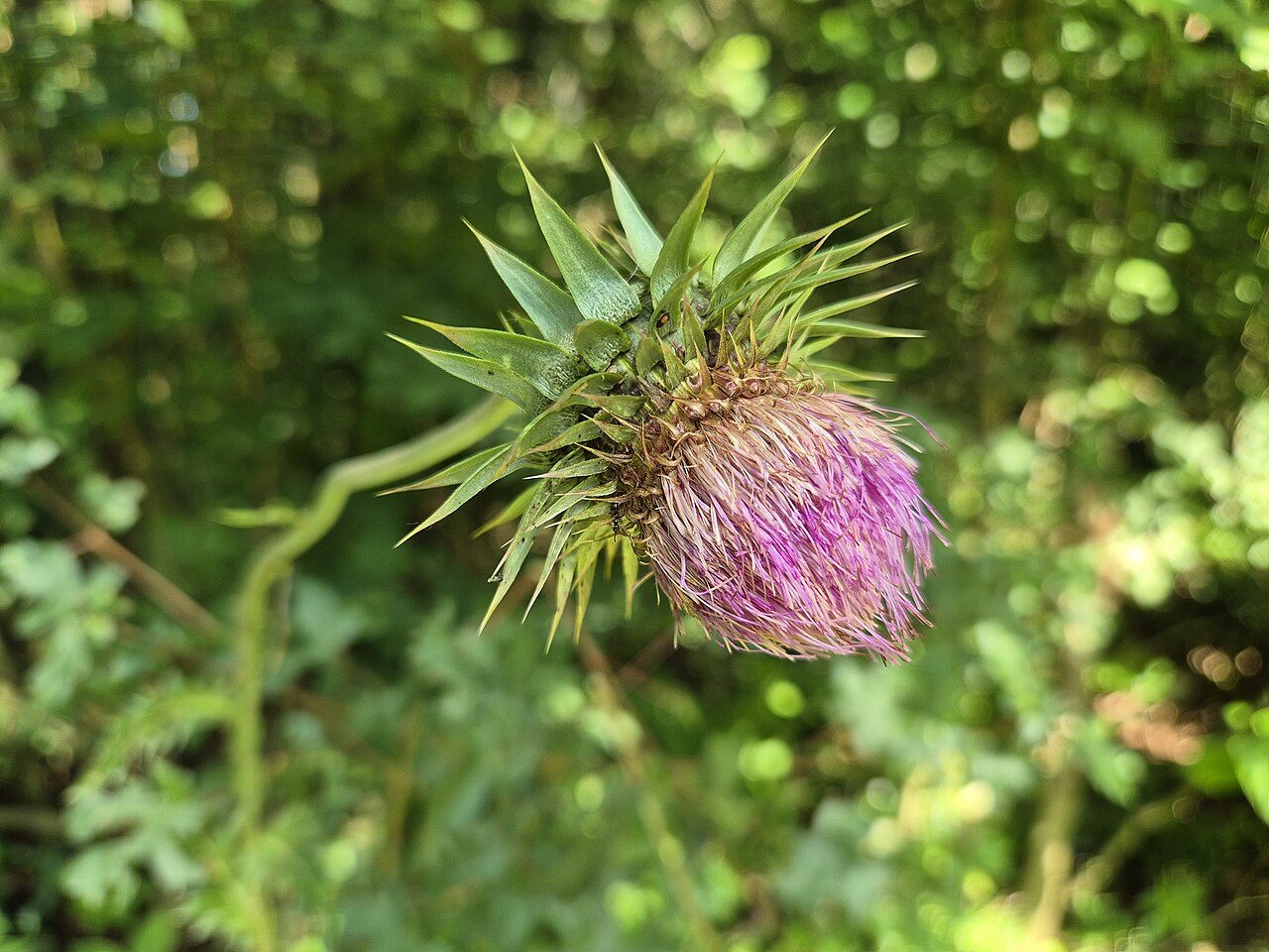 Knikkende distel 9