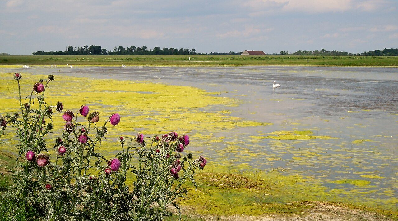 Knikkende distel 10