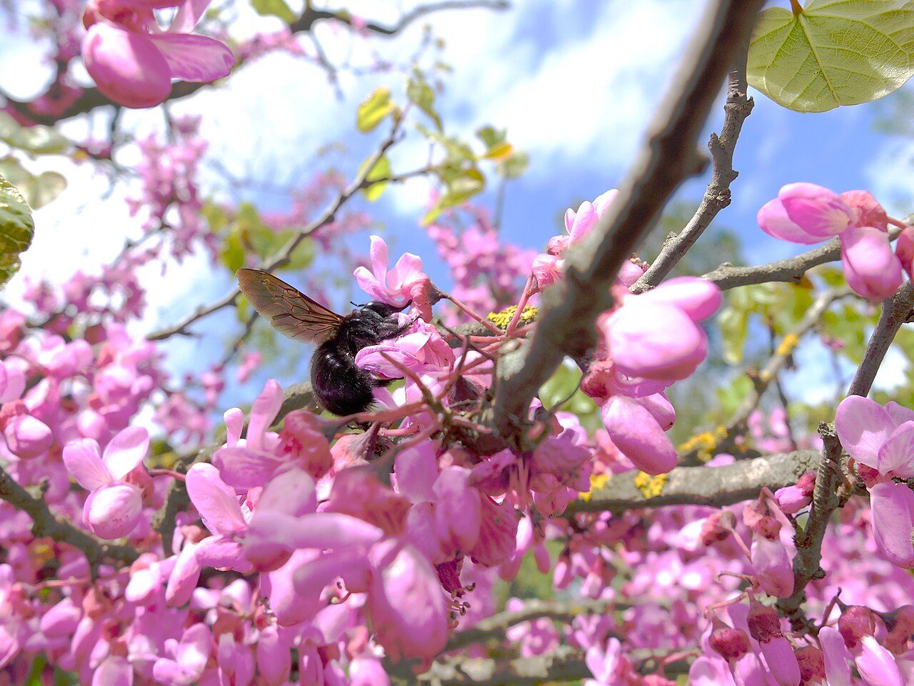 Judas tree