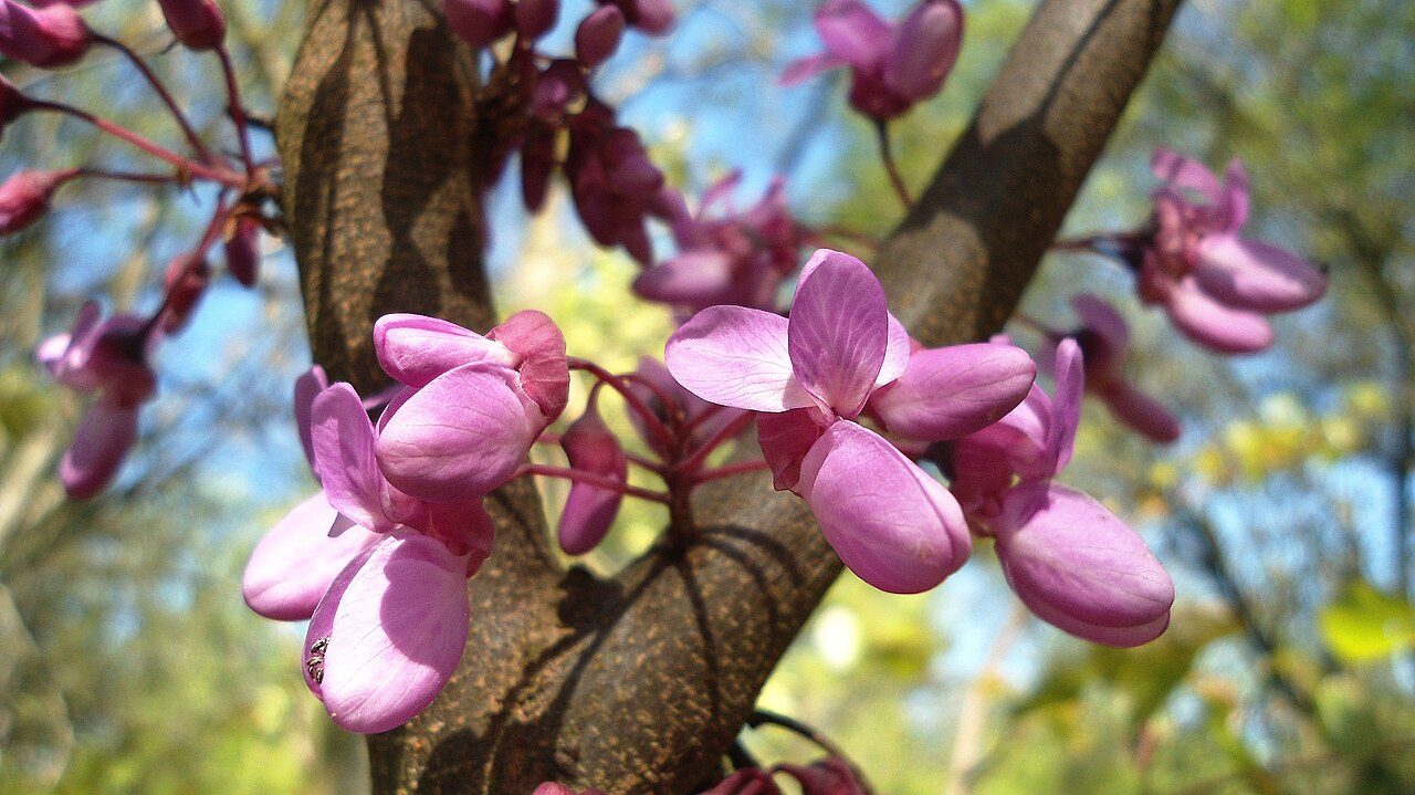 Judas tree 2