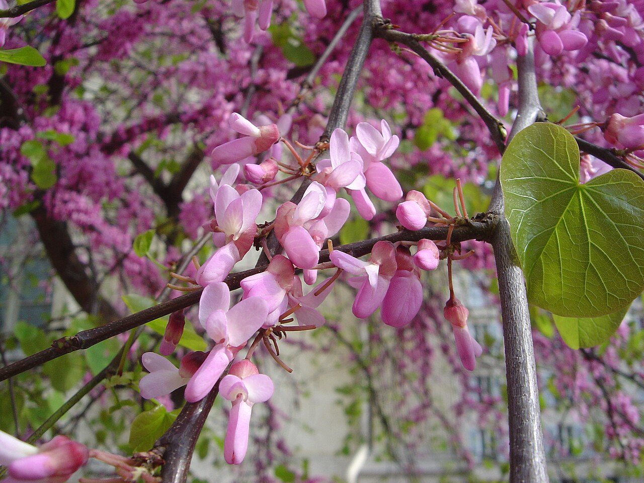 Judas tree 3