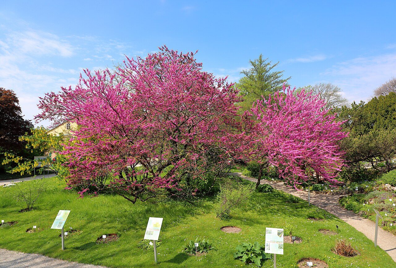 Judas tree 4