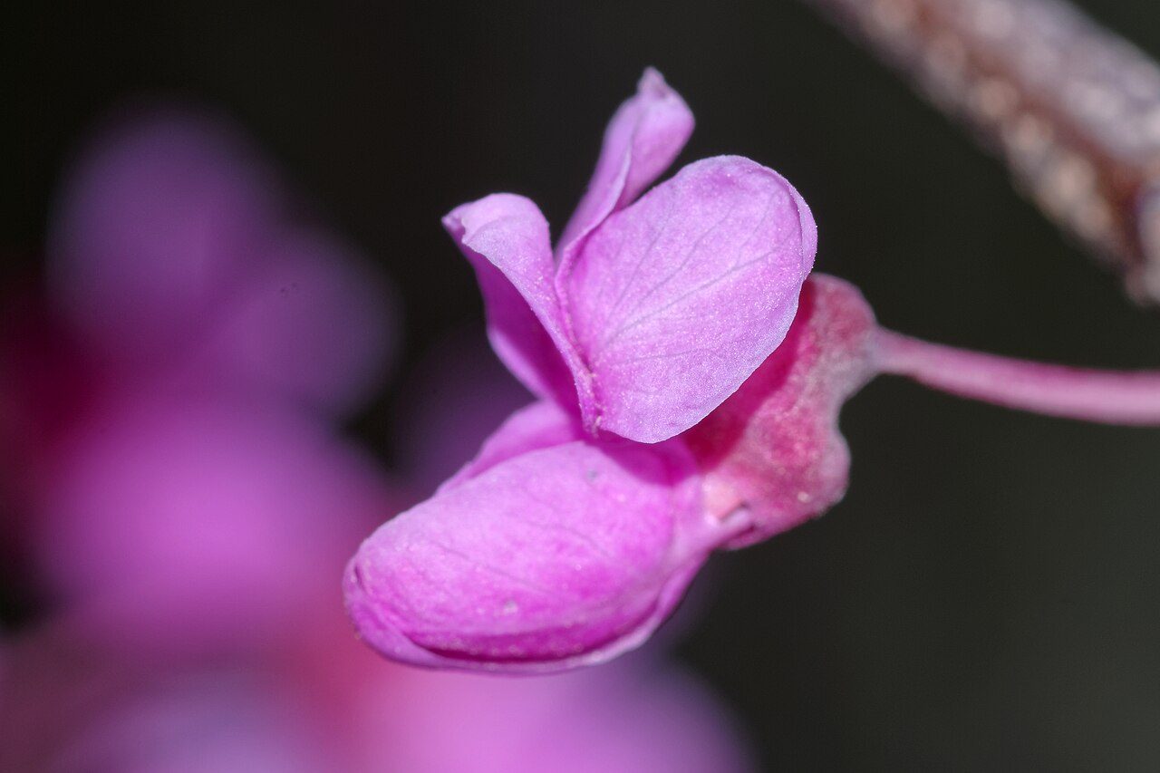 Judas tree 5