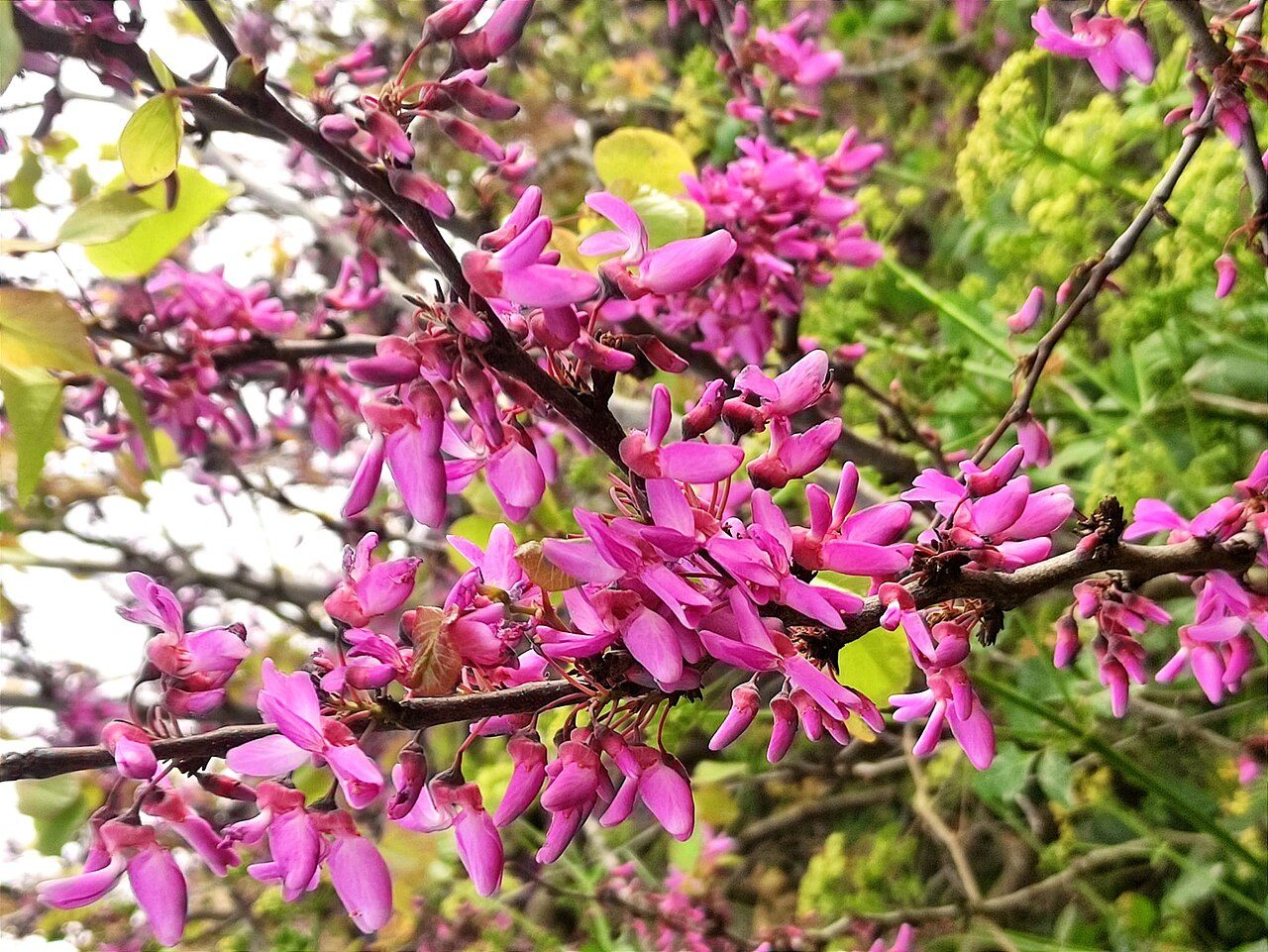 Judas tree 6