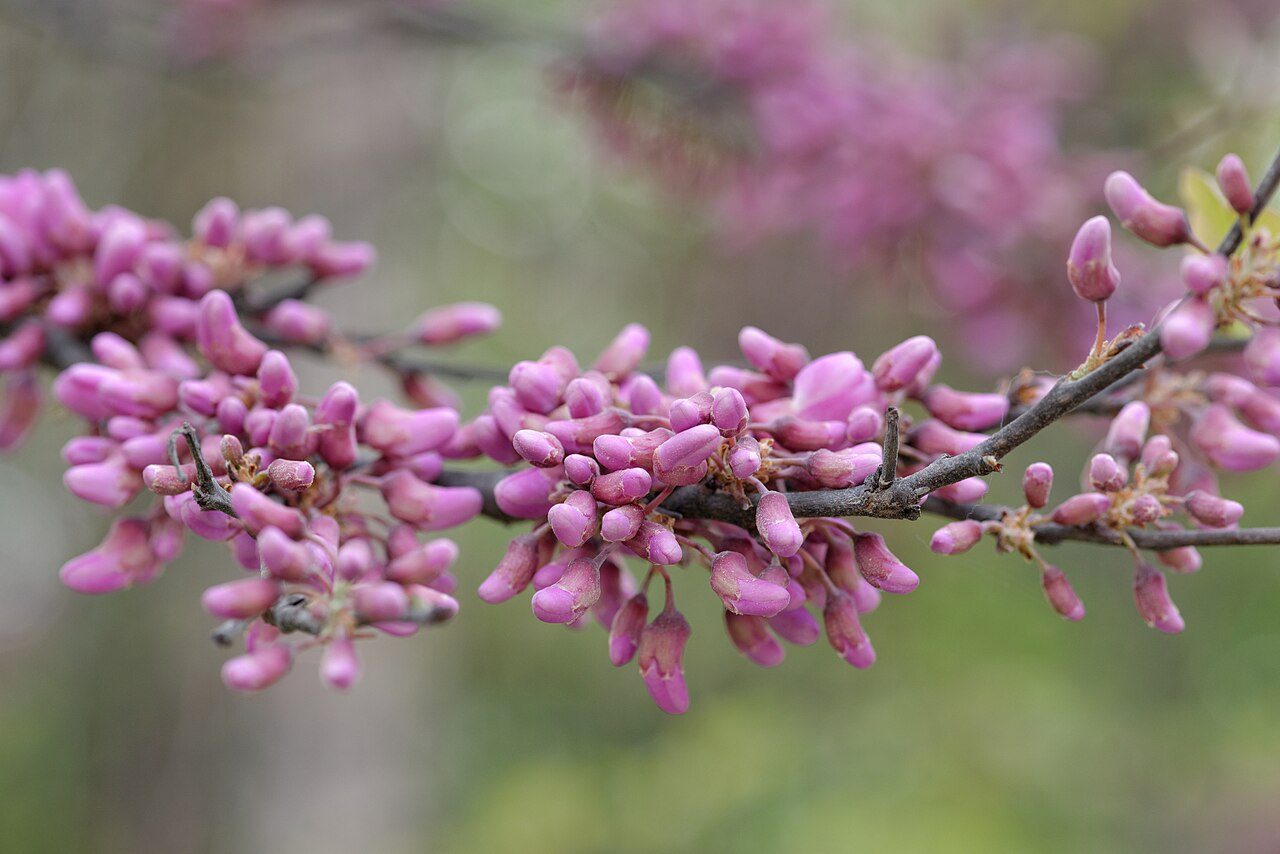 Judas tree 7