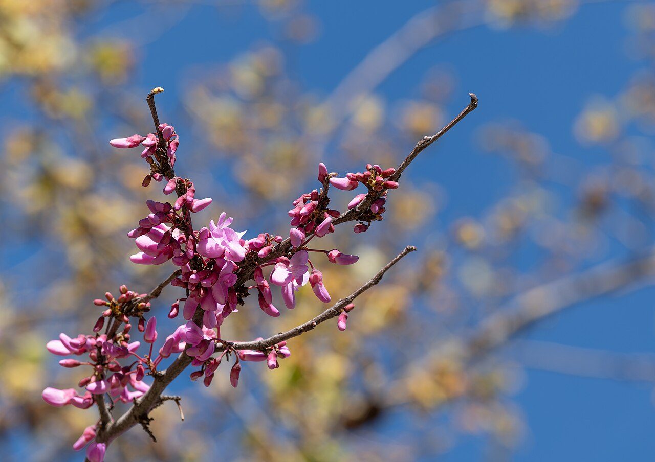 Judas tree 8