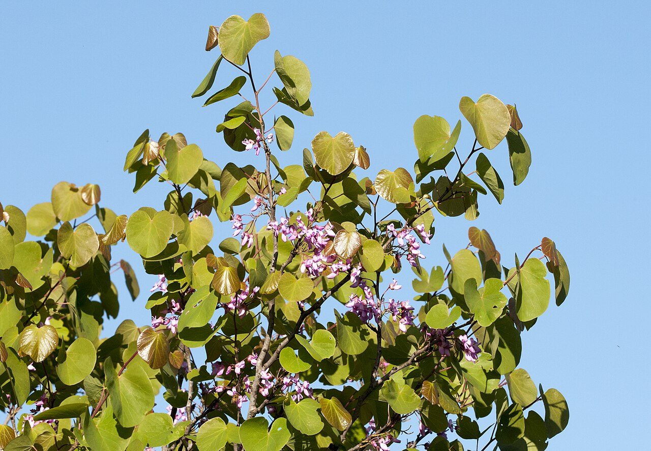 Judas tree 9