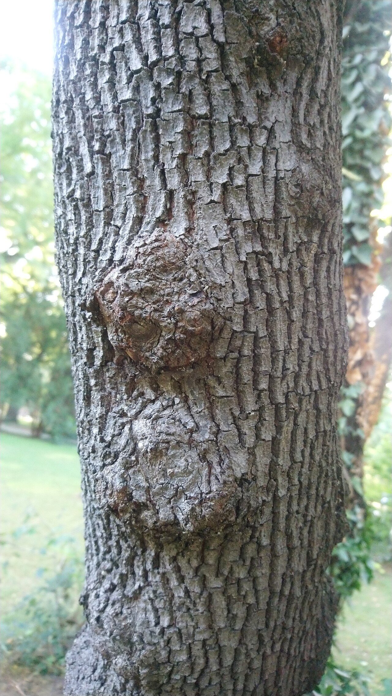 Judas tree 10