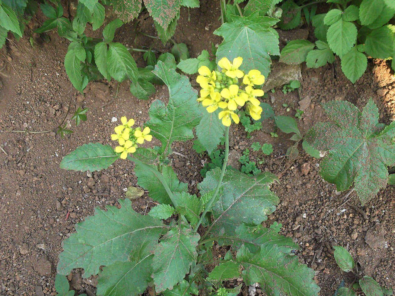 Mostaza de la India 5