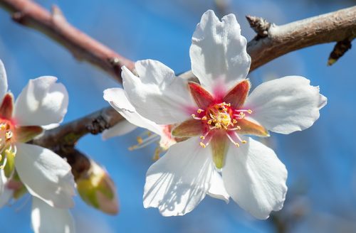 Almendro