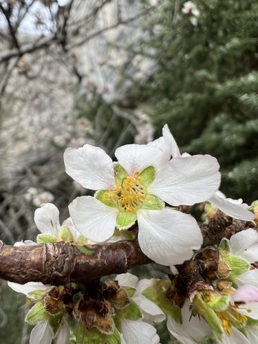 Almendro 2