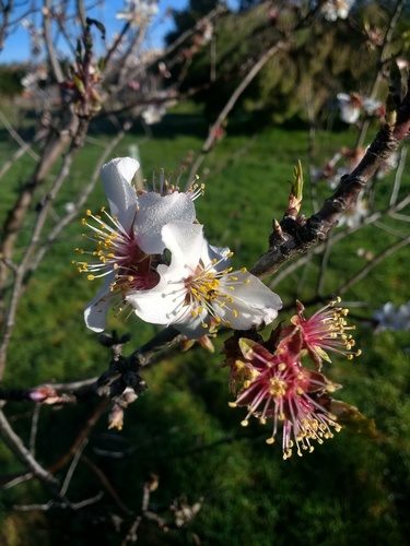 Almendro 3
