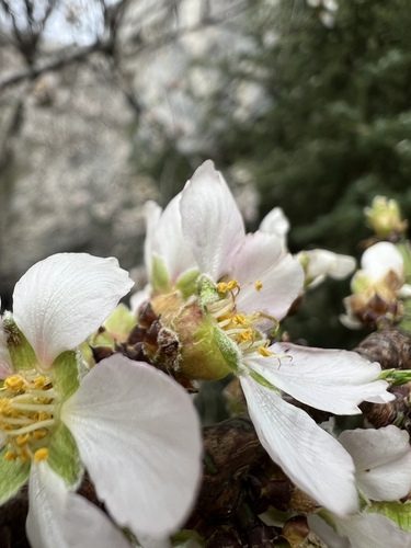 Almendro 4