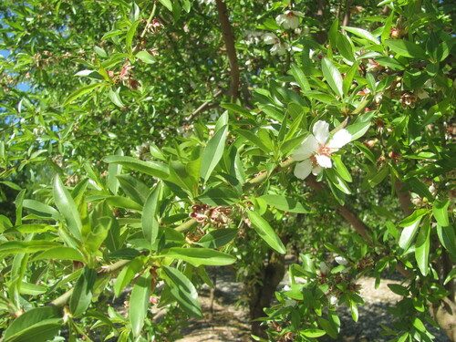 Almendro 7