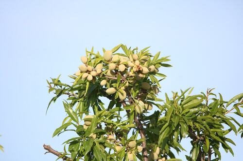 Almendro 8