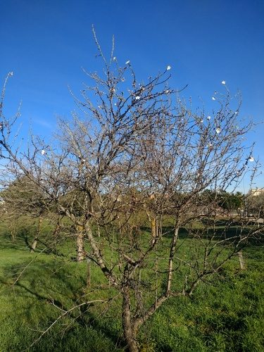 Almendro 9