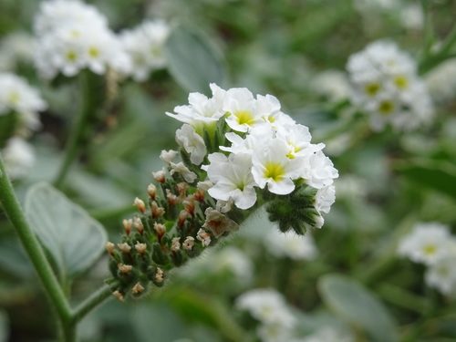 Heliotropium suaveolens