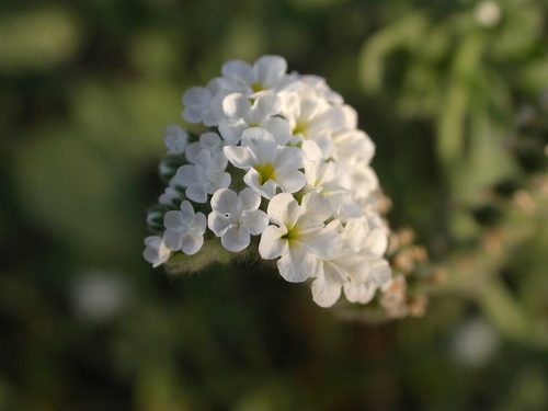 Heliotropium suaveolens 2