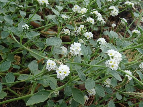 Heliotropium suaveolens 4