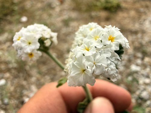 Heliotropium suaveolens 3