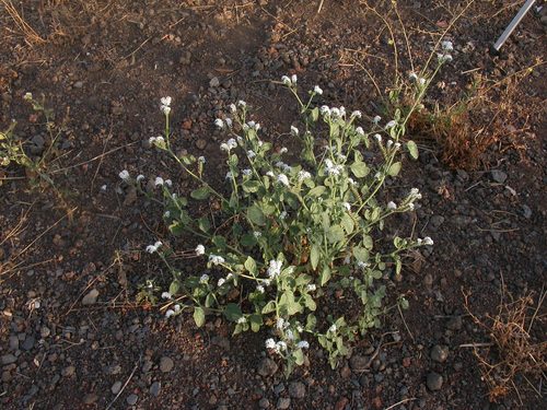 Heliotropium suaveolens 5
