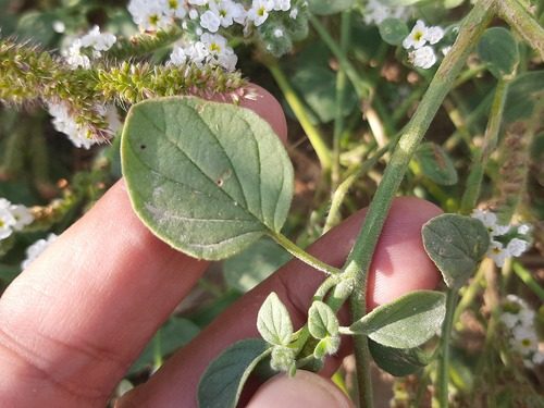 Heliotropium suaveolens 6