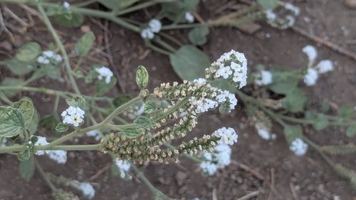 Heliotropium suaveolens 7