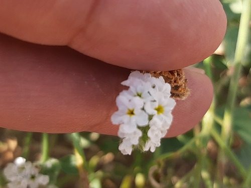 Heliotropium suaveolens 8