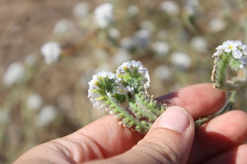 Heliotropium suaveolens 9