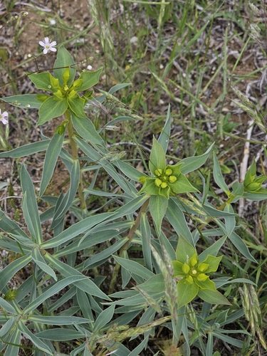 Euphorbia macroclada 2