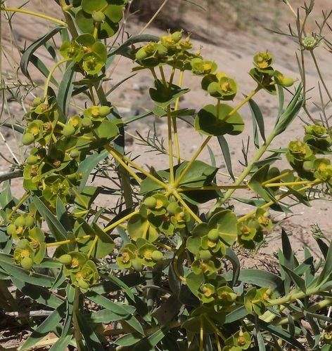 Euphorbia macroclada