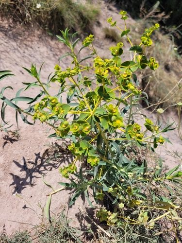 Euphorbia macroclada 3