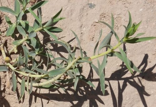 Euphorbia macroclada 4