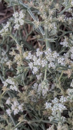 Echinophora tournefortii