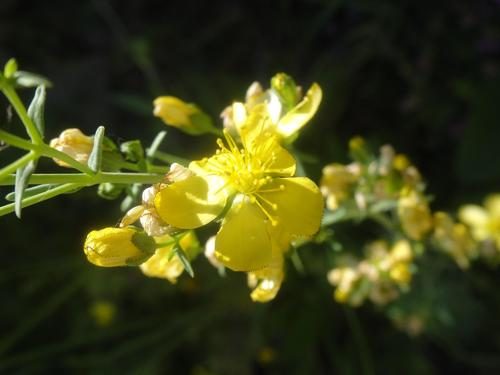 Hypericum hyssopifolium