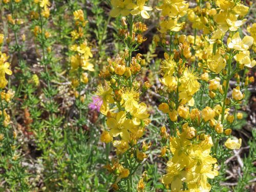 Hypericum hyssopifolium 2