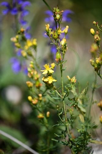 Hypericum hyssopifolium 3