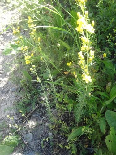 Hypericum hyssopifolium 4