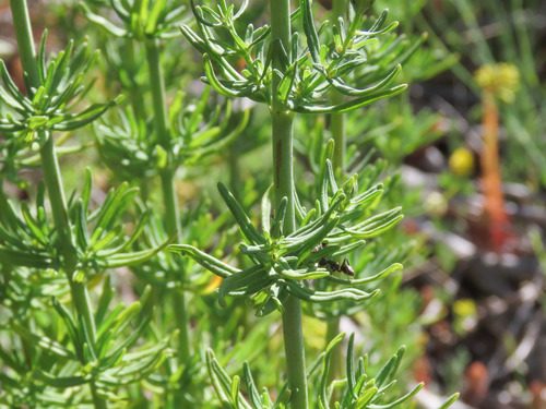 Hypericum hyssopifolium 5
