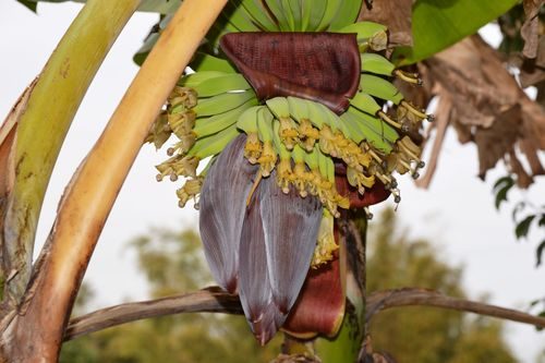 Banaan