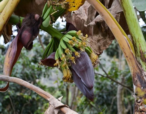 Banaan 2