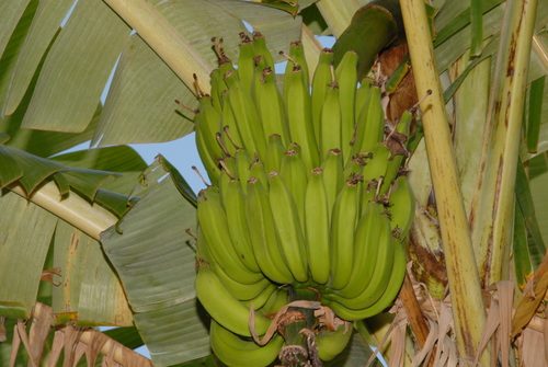 Banaan 4