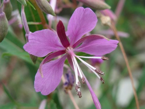 Adelfilla 2