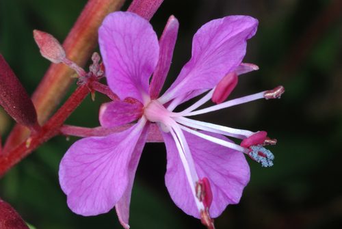 Adelfilla
